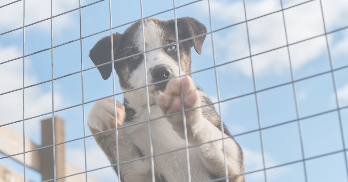 Case Study Animal Clinic - Puppy for Adoption